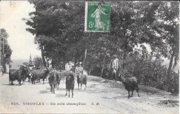 78 - VIROFLAY - 926 - Un Coin Champêtre - Troupeau De Chèvres - E.M. Circulé  - Bon état - Viroflay