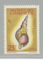 COMORES - 1962 - YVERT N° 24 ** MNH - COTE = 18 EUR. - COQUILLAGES - Nuevos