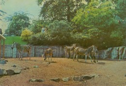 BELGIË / BELGIQUE:ZOO – Antwerpen/ Anvers/ Antwerp: Chapman Zebra / Zèbre De Chapman / Equus Burchelli Chapmanni Layard. - Zebras