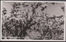 TASMANIA - A. B. Series - Apple Blossom In The Huon Valley Real Photo Postcard. Creases Along Top. Unused - Hobart