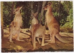 Australian Kangaroos - Zonder Classificatie