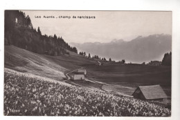 Nr. 6632,  Les Avants - Champ De Narcisses - Cham