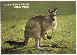 GREY KANGAROO With Joey - Lone Pine Sanctuary, 11 Km From Brisbane - Brisbane