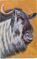 KÜNSTLER - ARTIST - ANTONIO DONADINI - GNU - Donadini, Antonio