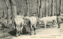 Nantua : Concours De Boeufs Gras - Nantua