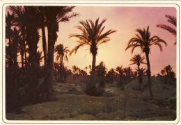 MAROCCO - MAROC, TYPIQUE, 2 Scans - Meknès