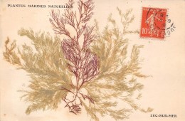 14- LUC SUR MER - PLANTES MARINES NATURELLES - Luc Sur Mer