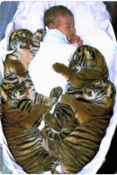 Thème - Bébé Et Tigres - Tigres