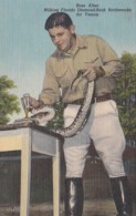 Ross Allen Milking Diamond Back Rattlesnake For Venom Silver Springs Florida Curteich - Silver Springs