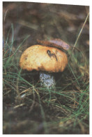 (137) Mushrooms - Champignon - Pilze