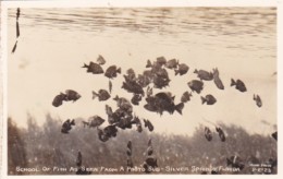 School Of Fish As Seen From A Photo Sub At Silver Springs Florida Real Photo - Silver Springs