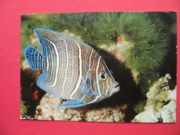 Koran Angel Fish. - Seychelles