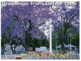(777) Australia - NSW - Grafton Jacaranda Trees - Trees