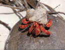 Red Hermit Crab (Cocos Keeling Island - Indian Ocean) - Pesci E Crostacei