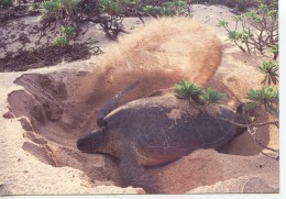 Nouveau Né De Tortue Franche (Chelonia Mydas) Creusant Un Nid Sut L'ile Tromelin - Photo André Fatras - Schildkröten