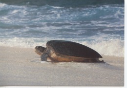 Nouveau Né De Tortue Franche (Chelonia Mydas) Montant à Terre Pour Pondre Sut L´ile Tromelin - Photo André Fatras - Turtles