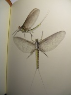 Angler Fisherman Charles GAIDY Ephemeral Mayflies Pêche à La Mouche In English 1986 Many Pictures 333 Pages 34 Cm Sur 25 - Other & Unclassified