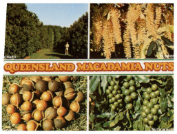 (401) Australia - QLD - CSR Macadamia Orchards - Sunshine Coast