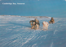 CPA CAMBRIDGE BAY- DOGS SLED, WINTER LANDSCAPE - Nunavut