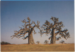 Haute Volta (Burkina Faso) Baobabs De Pouytenga, Editions Attié, Dos Divisé, N'a Pas Circulé, TRÈS BON ÉTAT, Arbres - Burkina Faso