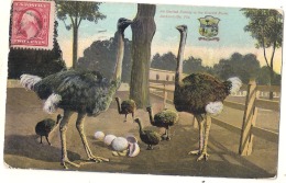 An Ostrich Family At The Ostrich Farm, Jacksonville - Jacksonville