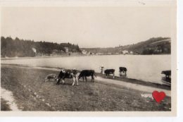 06197-LE-22-JUGON-Vue Générale De L'Etang------------troupeau De Vaches - Jugon-les-Lacs