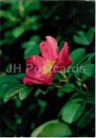 Cinnamon Rose - Rosa Cinnamomea - Medicinal Plants - 1976 - Russia USSR - Unused - Medicinal Plants