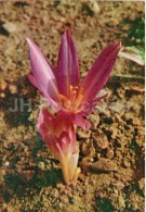 Autumn Crocus - Colchicum Autumnale - Medicinal Plants - 1976 - Russia USSR - Unused - Plantas Medicinales