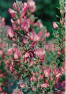 Restharrow - Ononis Arvensis - Medicinal Plants - 1976 - Russia USSR - Unused - Plantes Médicinales