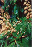 European Horse-chestnut - Aesculus Hippocastanum - Medicinal Plants - 1976 - Russia USSR - Unused - Geneeskrachtige Planten