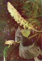 American Pokeweed - Phytolacca Americana - Medicinal Plants - 1976 - Russia USSR - Unused - Geneeskrachtige Planten