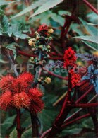 Ricinus - Ricinus Communis - Medicinal Plants - 1976 - Russia USSR - Unused - Medicinal Plants