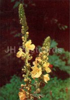 Mullein - Verbascum Thapsus - Medicinal Plants - 1976 - Russia USSR - Unused - Heilpflanzen