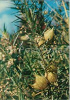 Swan Milkweed - Gomphocarpus Fruticosus - Medicinal Plants - 1976 - Russia USSR - Unused - Geneeskrachtige Planten