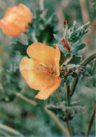 Horned Poppy - Glaucium Flavum - Medicinal Plants - 1976 - Russia USSR - Unused - Plantes Médicinales