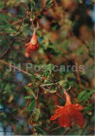 Pomegranate - Punica Granatum - Medicinal Plants - 1976 - Russia USSR - Unused - Geneeskrachtige Planten