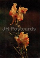 Yellow Toadflax - Linaria Vulgaris - Medicinal Plants - 1976 - Russia USSR - Unused - Medicinal Plants