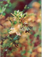 St John's-wort - Hypericum Perforatum - Medicinal Plants - 1976 - Russia USSR - Unused - Geneeskrachtige Planten
