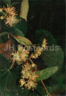 Small Leaved Lime - Tilia Cordata - Medicinal Plants - 1976 - Russia USSR - Unused - Medicinal Plants