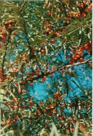 Seaberry - Hippophae Rhamnoides - Medicinal Plants - 1976 - Russia USSR - Unused - Heilpflanzen