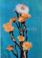 Tussilago - Tussilago Farfara - Medicinal Plants - 1976 - Russia USSR - Unused - Plantes Médicinales