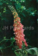 Common Foxglove - Digitalis Purpurea - Medicinal Plants - 1976 - Russia USSR - Unused - Medicinal Plants