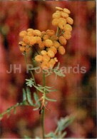 Tansy - Tanacetum Vulgare - Medicinal Plants - 1976 - Russia USSR - Unused - Plantes Médicinales