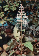 Orthosiphon Aristatus - Medicinal Plants - 1976 - Russia USSR - Unused - Plantes Médicinales