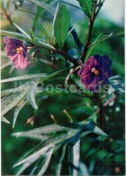 Tasmanian Kangaroo Apple - Solanum Laciniatum - Medicinal Plants - 1976 - Russia USSR - Unused - Heilpflanzen