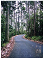 (525) Australia - NSW - Spotted Gums Tree - Árboles