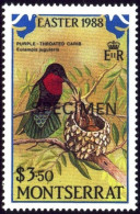 HUMMINGBIRDS-SPECIMEN-PURPLE THROATED CARIB WITH EGGS & CHICKS-MONTSERRAT-1988-MNH-B9-31 - Kolibries