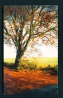ENGLAND  -  Hambleden  Pheasants Hill  Unused Postcard - Buckinghamshire