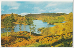 Tarn Hows, Near Hawkshead, Lake District. - Hawkshead