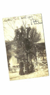 Suisse - Altstetten Zurich - Carte Photo - Sur Un Arbre Perchés - Altstetten